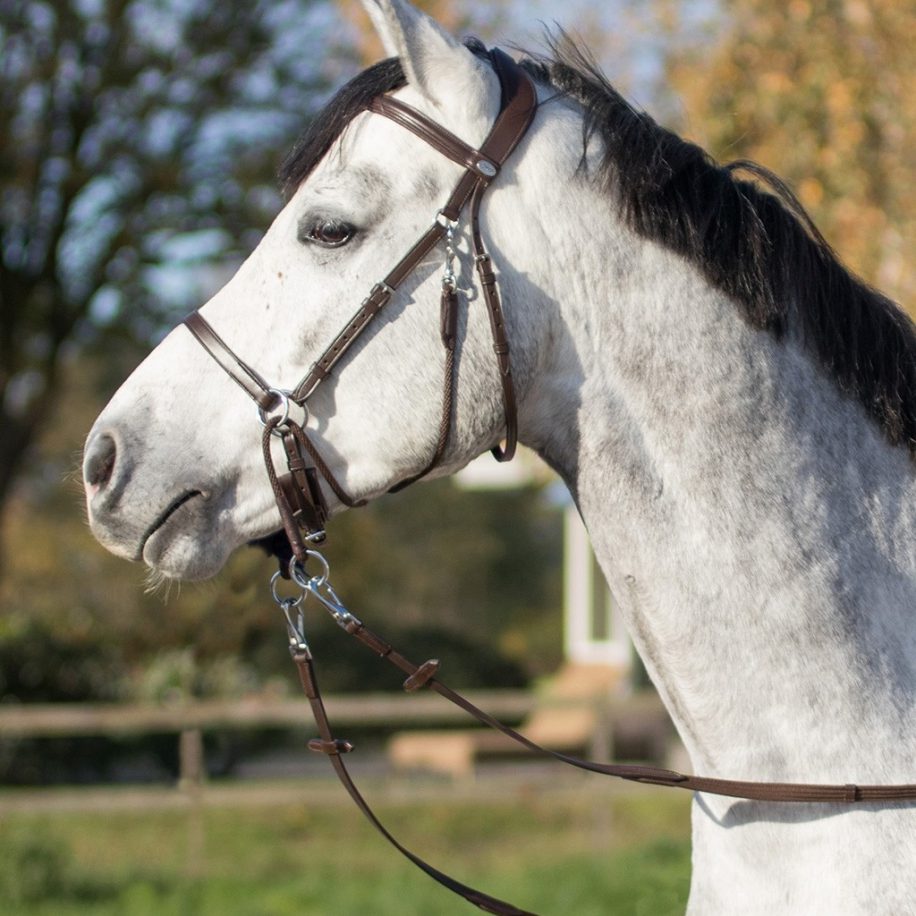 QHP Sedna Bridle - Elite Equestrian