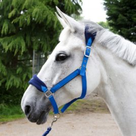 Whitaker Royal Blue Club Head Collar & Lead Rope Set