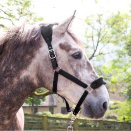 Whitaker Black Club Head Collar & Lead Rope Set