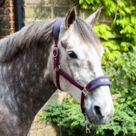 Whitaker Burgundy Club Head Collar & Lead Rope Set