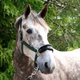 Whitaker Green Club Head Collar & Lead Rope Set