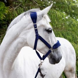 Whitaker Navy Club Head Collar & Lead Rope Set