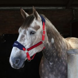 Whitaker Red Club Head Collar & Lead Rope Set